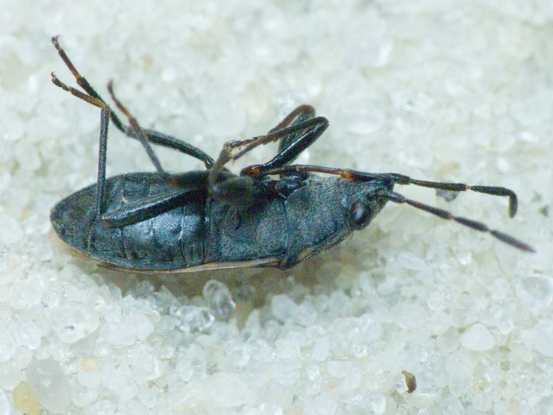 Peritrechus geniculatus (Hahn, 1832)